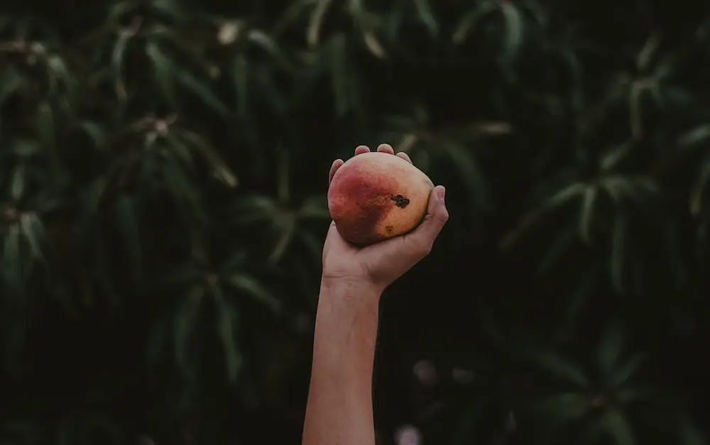  Mango - witaminy i właściwości zdrowotne tego pysznego owocu tropikalnego