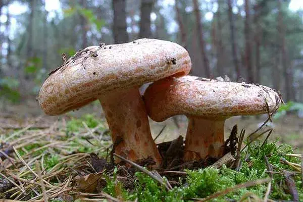 Jak wygląda rydz? Charakterystyczne cechy tego grzyba