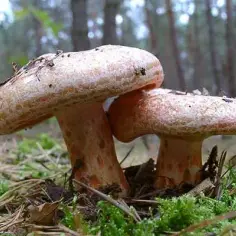 Jak wygląda rydz? Charakterystyczne cechy tego grzyba