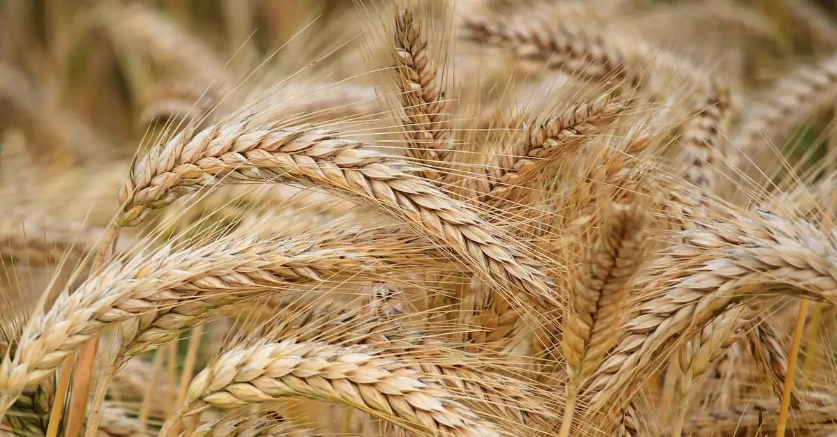  Babalscy - Zdrowa mąka i produkty bio w sklepie internetowym. Biobabalscy dla zdrowia Twojej rodziny.