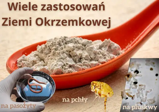 Zdjęcie Ziemia okrzemkowa - wszystko o najważniejszych zastosowaniach i właściwościach tego składnika